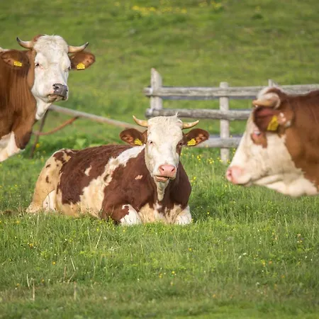 Koca Bistra - Velika Planina Chalet *