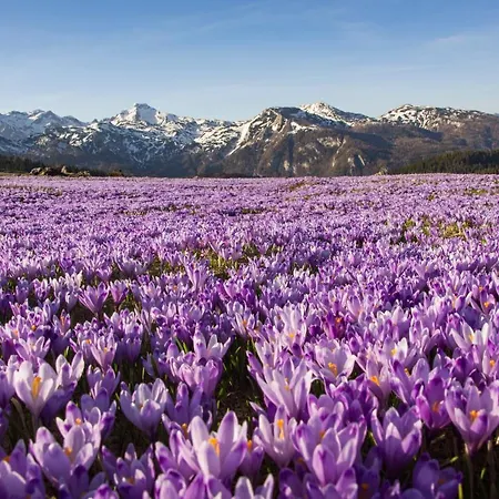 Koca Bistra - Velika Planina Stahovica