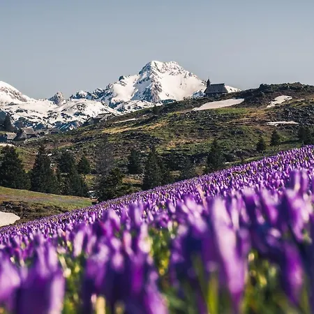 Koca Bistra - Velika Planina *