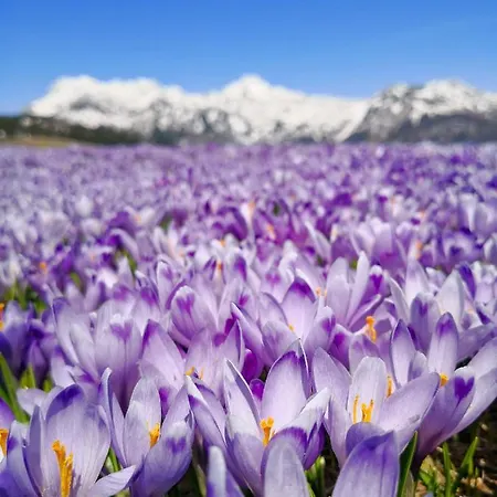 Koca Bistra - Velika Planina Stahovica
