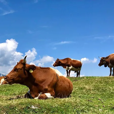 Chalet Koca Bistra - Velika Planina *