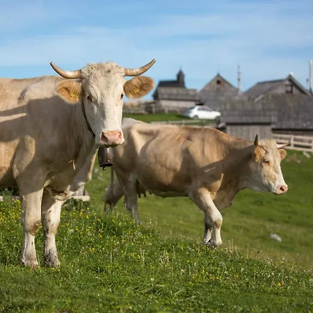 Chalet Koca Bistra - Velika Planina