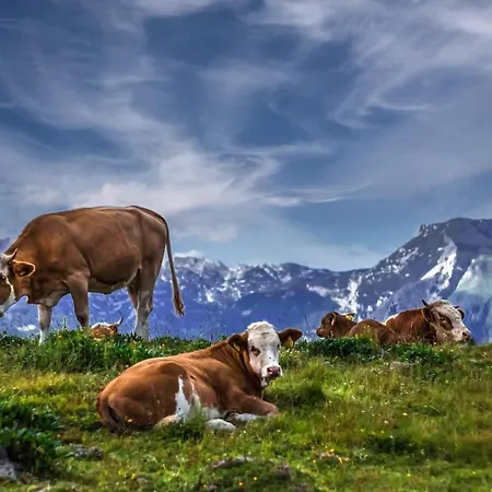 Koca Bistra - Velika Planina