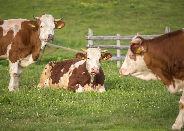 Koca Bistra - Velika Planina Horská chata *