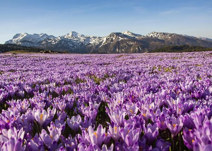 Koca Bistra - Velika Planina Stahovica