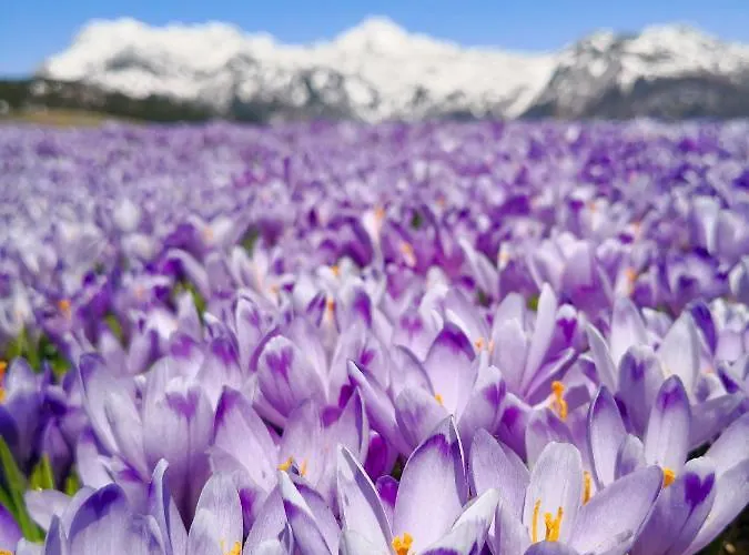 Koca Bistra - Velika Planina Stahovica
