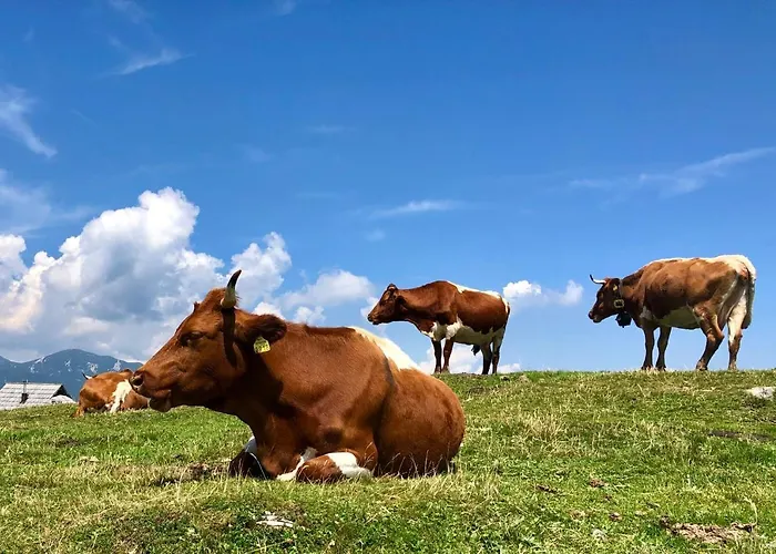 Horská chata Koca Bistra - Velika Planina *