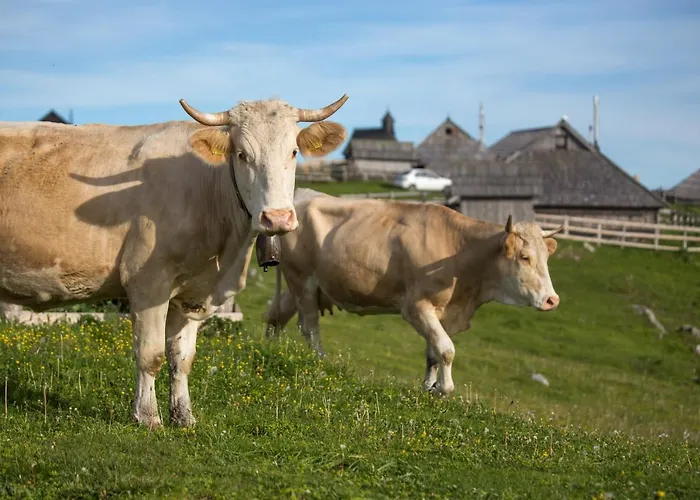 Horská chata Koca Bistra - Velika Planina