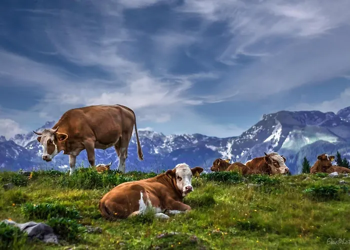 Koca Bistra - Velika Planina